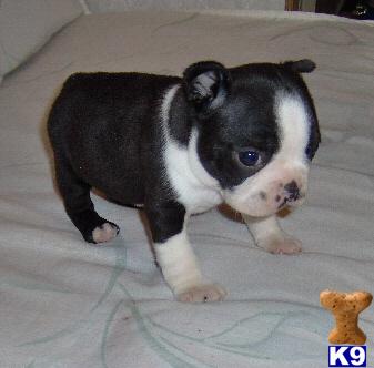 Boston Terrier Puppies for Sale